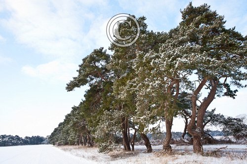 Breckland Trees in Winter DM1465